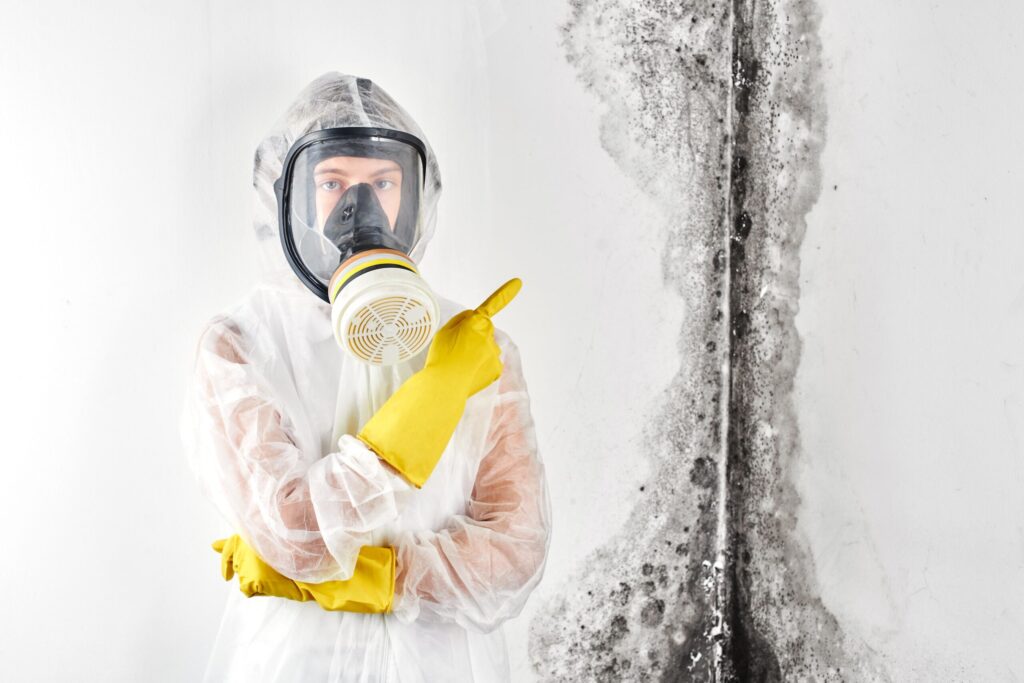 Professional mould cleaning